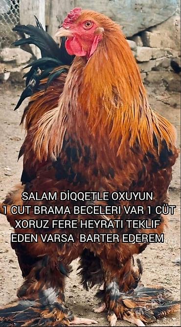 Toyuqlar: Toyuq, Brama, Damazlıq — 1