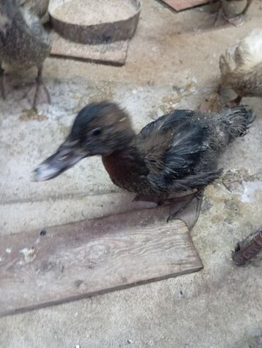 Ördəklər: Muscovy (hind) ördək balaları – müxtəlif rənglərdə - Cins — 2