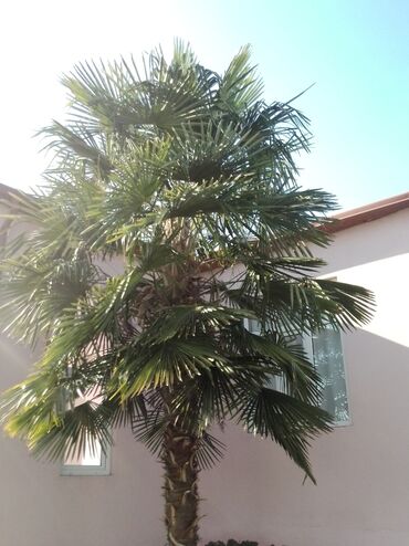 bmw 4 серия 420d mt: Palma ağacı 4.5metr+ 
3000 azn