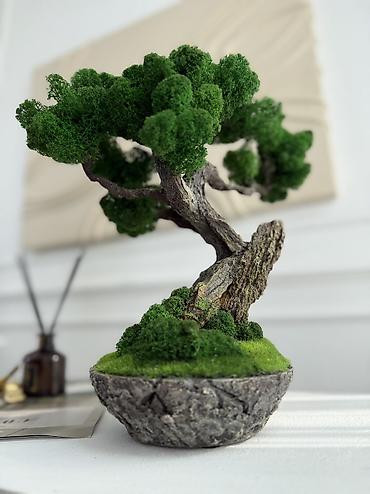 Декоративные цветы: Деревья-бонсай из натурального стабилизированного мха🌳 -это — 90