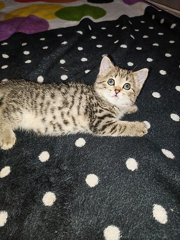 Tabbi