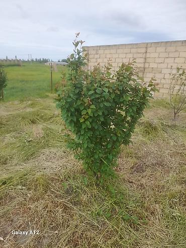 Tinglər: Meyvə ağacları – yerüstü köklü kollar - Növ: daş meyvə ailəsi — 2