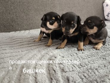 щенки пекинеса: Той-терьер, 1 месяц, Самец