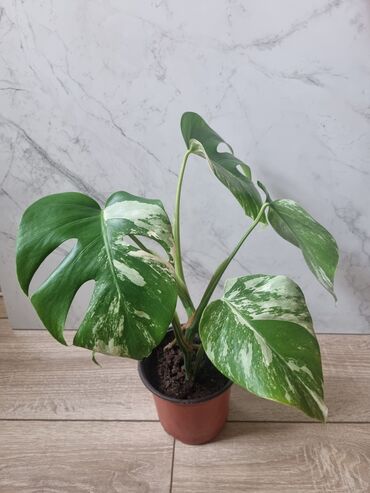 Филодендроны: Сциндапсусы,сансевиерии ва,алоказия,бегония макулата монстера — 12