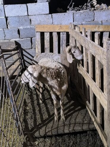 домик для собаки: Продаю | Баран (самец) | Для разведения | Осеменитель