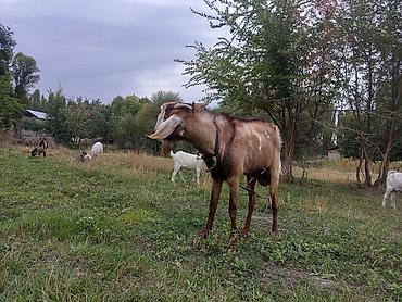 Продам с/х животных: Продаю | Козёл (самец) | Для разведения | Осеменитель — 4