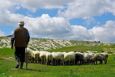 работу пастуха: Требуется Пастух, Оплата Ежемесячно, Развоз