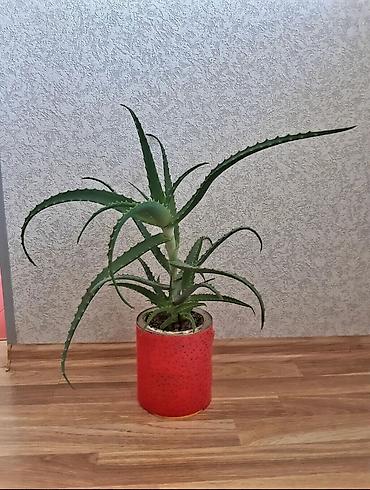 aloe vera: Əzvay bitkusi. ( aloe vera). Müalicəvidi. Dibində 3 dənə balası var — 2