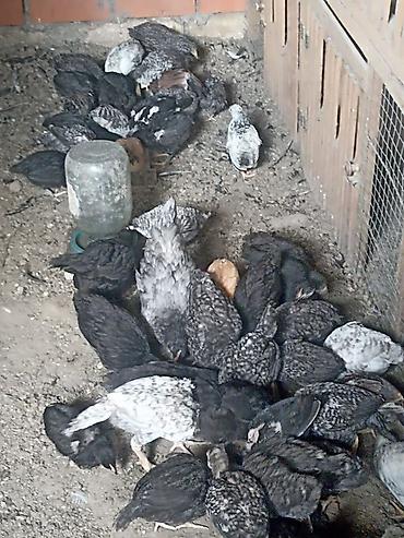 Cücələr: Toyuq cücələri, Damazlıq — 2