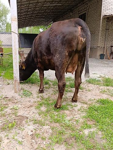 Коровы, быки: Продаю | Корова (самка) — 2