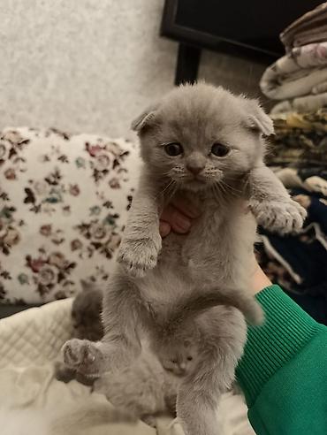 Pişiklər: Şotland, Ödənişli çatdırılma — 17