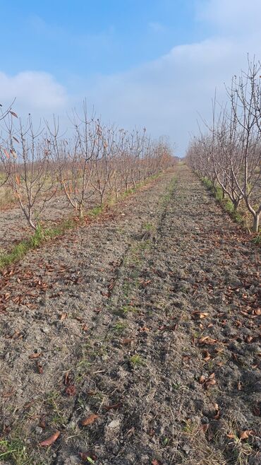 Torpaq sahələrinin satışı: Quba-Xaçmaz ərazisindədir Asvalt yola 5km yaxınlıqda 6 illik karmen — 6