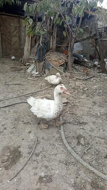 андижанские голуби продажа: Мускусные утки (индоутки), домашнее поголовье.возраст от6до 4,5 — 1