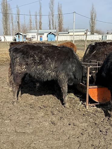 Коровы, быки: Продаю | Музоо, торпок | На откорм — 1