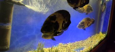 Балыктар: Продаю рыб 
астронотусы
20 см в длину