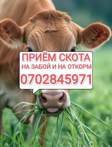 продам скот: Куплю | Коровы, быки, Лошади, кони, Другие с/х животные | Круглосуточно, Любое состояние, Забитый