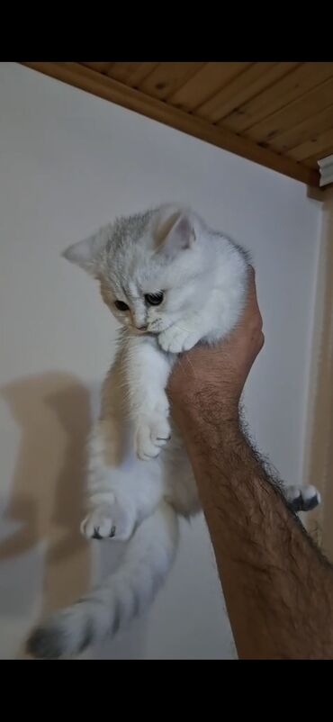 Pişiklər: Britan, Dişi, Yaxşı əllərə, Ödənişli çatdırılma — 1