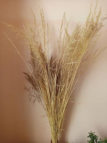 Другие комнатные растения: Комнатные растения в горшках Предлагаются комнатные растения на — 3