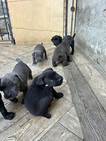 cane corso yavru: Kane-Korso — 6