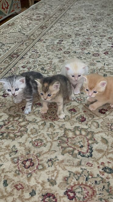 Коты: Готовы к брони 4 шотландских котенка, родились 10.05.24 числа, фото