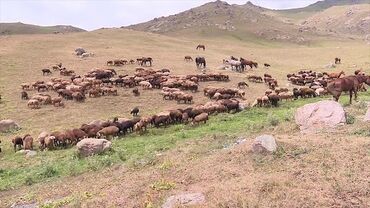 ищу работу на ферму: Талап кылынат Чабан, Төлөм Келишим түрдө, Тамактануу
