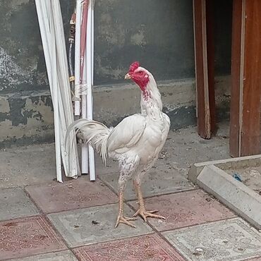 darling it yemi: Zavan xoruz, banlayir