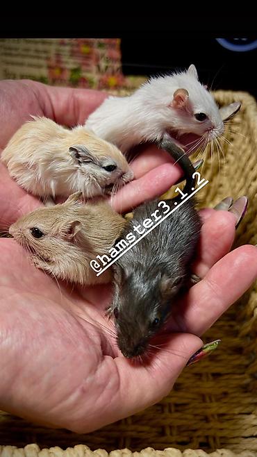 Птицы: Ручные песчанки монгольские. Красивые окрасы, есть девочки и мальчики — 4