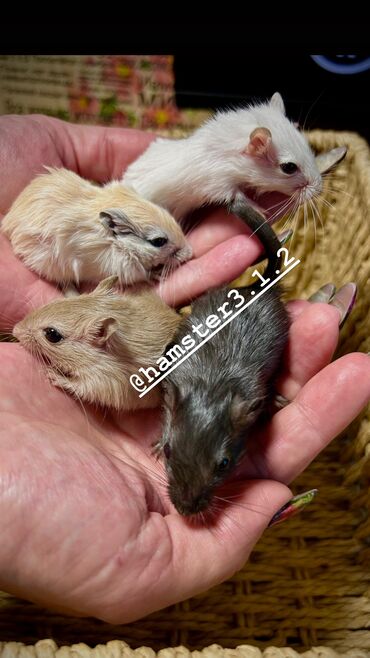 Птицы: Ручные песчанки монгольские. Красивые окрасы, есть девочки и мальчики — 9