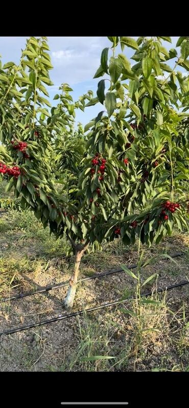 Torpaq sahələrinin satışı: 3050 sot, Kənd təsərrüfatı, Mülkiyyətçi, Kupça (Çıxarış)