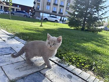 котята шатланские: Шотландец котёнок, окрас лиловый (пепельно‑серый). Плюшевая короткая — 2
