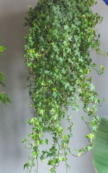 Süni güllər: Süni yaşıl bitki bəzəkləri – interyer və tədbirlər üçün dekorativ — 19