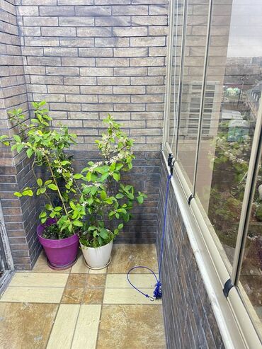 Yeni tikili: 3 otaqlı, Yeni tikili, m. Həzi Aslanov, 120 kv. m — 22