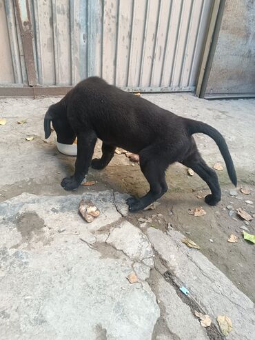 cib itleri: Məhsul: Qara rəngli balaca it (Cane Corso x Labrador Retriever