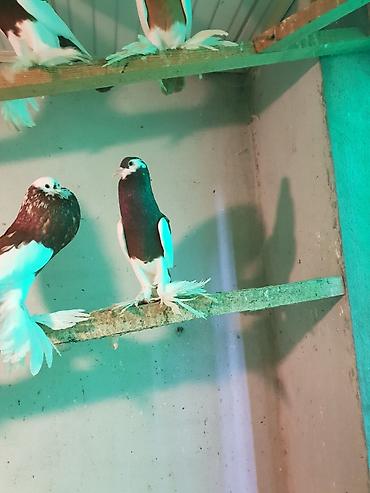 Pişiklər: Pişiklər -da lalafo.az — 10 Pişiklər: Pişiklər — 10