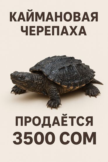аквариумные улитки: Каймановая черепаха Цена: 3500 сом (указано на изображении)