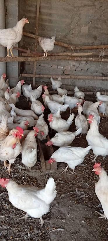 домашняя сова купить: Продаю | Куры | Несушки — 1