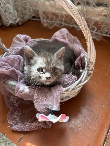 куда можно сдать кошку: СРОЧНО ‼️‼️
Отдам котят в хорошие и добрые руки 😺
Мама ( Британка)