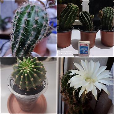 Другие комнатные растения: Хлорофитумы. распродажа Хлорофитум - можно по праву назвать — 20