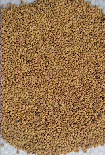 лада веста цена в бишкеке: Семена люцерны 5000 кг оптом