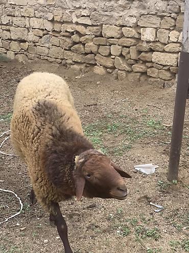 Qoyunlar, qoçlar: Erkək, Qala, il: 1, Damazlıq — 4