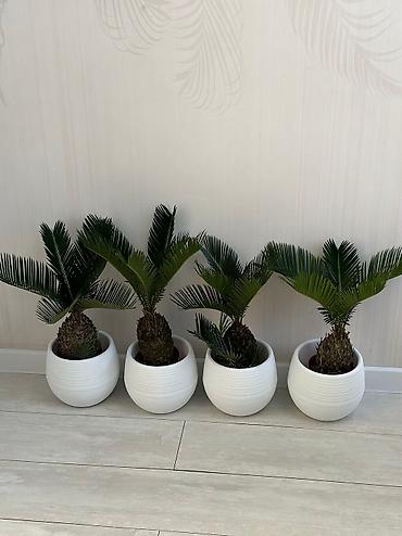 Бөлмө өсүмдүктөрү: Пахира 
Рость:1м 80см
Цена:5500 — 7