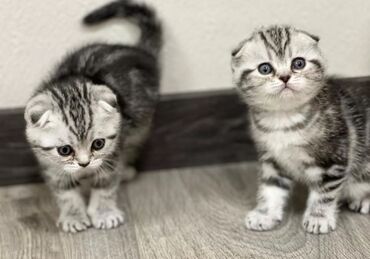 котята саванна купить: Шотландские вислоухие котята Мараморный редкий окрас Чистокровные К