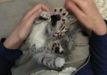 Отдам даром кошку: Кошка даром: Беспородная, 1 месяц, Мальчик, Приучена к лотку