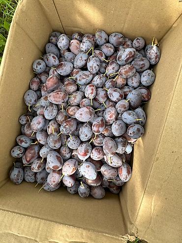 Продажа коттеджей и домов: Сдается на сезон — 30