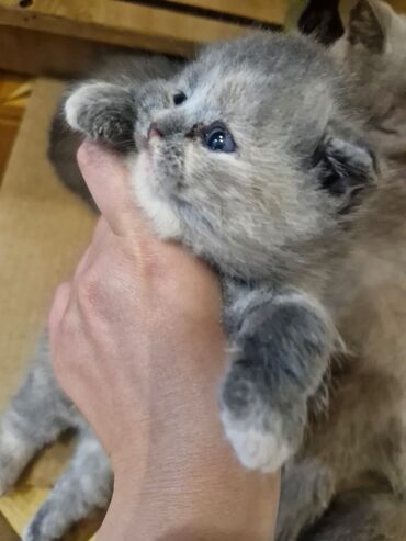 Pişiklər: Britan, Dişi, Yaxşı əllərə, Pulsuz çatdırılma — 6