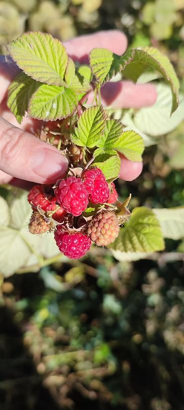 Малина: Малина Оптом — 6