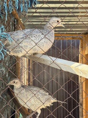 декоративные кролик: Продаю | Петух, Куры