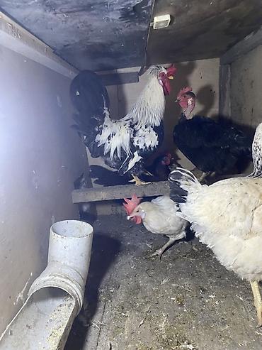 heyrati xoruz satilir: Xoruz satılır 1 ilkesi Cox aktiv xoruzdu — 2