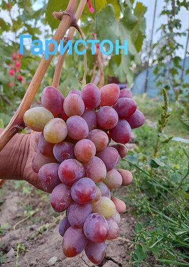 Фрукты и ягоды: 2-летние саженцы винограда. Все сорта винограда на фото исключительно — 3