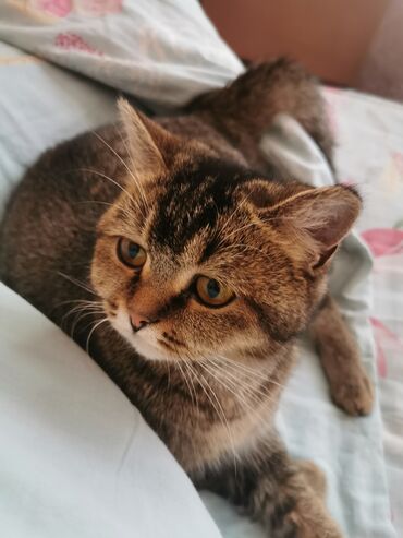 кот британский: Продаётся Кошка Британская короткошёрстная Окрас : тикированный